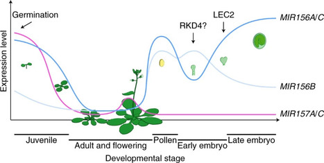 A robust mechanism for resetting juvenility during each generation in Arabidopsis | Nature Plants | SEED DEV LAB info | Scoop.it