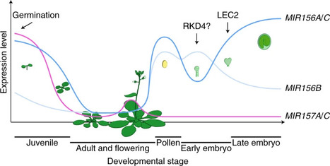 A robust mechanism for resetting juvenility during each generation in Arabidopsis | Nature Plants | SEED-DREAM Lab info | Scoop.it