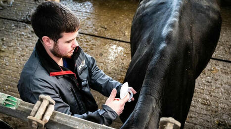 En Bretagne, les élevages souffrent d’une recrudescence des cas de fièvre catarrhale ovine | Actualité Bétail | Scoop.it