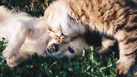 How to Make Traveling With Your Pet Affordable | Daily Travels | Scoop.it