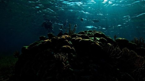 Commercial Fishing Is Destroying Key Nutrients in Coral Reefs | Coastal Restoration | Scoop.it