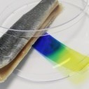 L’emballage qui change de couleur quand l’aliment est périmé | Pour innover en agriculture | Scoop.it