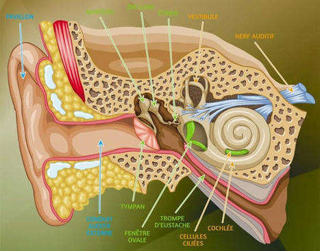 Âge et perte d’audition : Pourquoi il est primordial de réagir dès les premiers symptômes | Santé, prévention, maladies, patients | Scoop.it