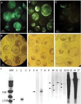 Assessing Tn5 and Sleeping Beauty for transpositional transgenesis by cytoplasmic injection into bovine and ovine zygotes | Animal Models - GEG Tech top picks | Scoop.it