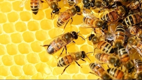 How bees inspire swarm-based artificial intelligence | Latest News & Updates at Daily News & Analysis | Teaching and Learning in HE | Scoop.it