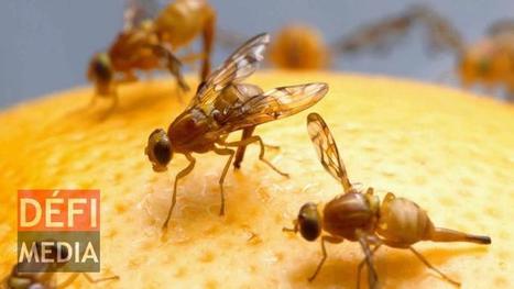 Île Maurice. Une mouche des fruits affole les planteurs | EntomoNews | Scoop.it