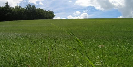 Les plantes &laquo; hyperaccumulatrices &raquo;, solution d&rsquo;avenir pour d&eacute;polluer les sols ? - Les Horizons | Pour innover en agriculture | Scoop.it