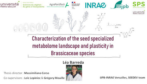 Characterization of the seed specialized metabolome landscape and plasticity in Brassicacea species, PhD presentation, Lea Barreda, October 31, 2pm | Plant Sciences | Scoop.it