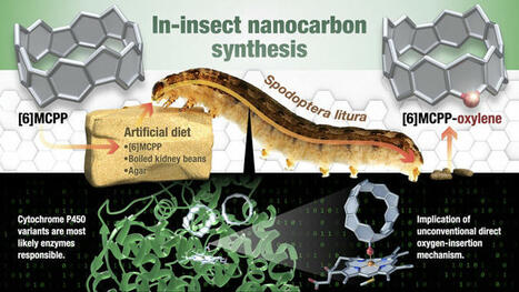 Des insectes pour fabriquer des mini-molécules, une percée dans le domaine de l'ingénierie chimique | EntomoNews | Scoop.it