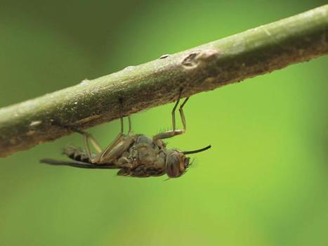 Les questions éthiques liées à la volonté d’éradiquer une espèce : le cas de la mouche tsé-tsé | EntomoNews | Scoop.it