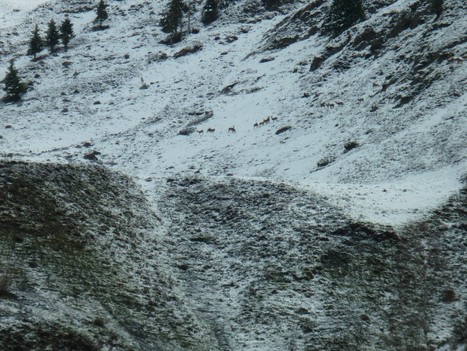 Cervidés en mai en vallée du louron | randocarline.fr | Vallées d'Aure & Louron - Pyrénées | Scoop.it