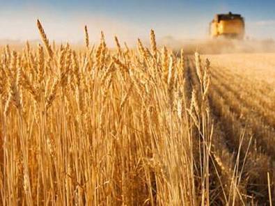 L’Algérie fragilisée par la dépendance alimentaire - El Watan | Agriculture et Alimentation Durable Méditerranéenne | Scoop.it