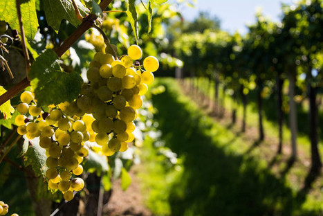 Les résultats sont tombés : la production de vin est au plus bas à cause du réchauffement climatique | Changement climatique & Biodiversité | Scoop.it