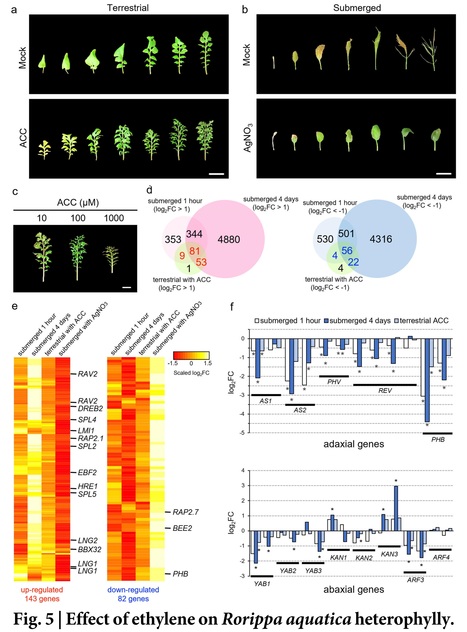 A chromosome-level genome assembly for the amphibious plant Rorippa aquatica reveals its allotetraploid origin and mechanisms of heterophylly upon submergence  | Plant hormones (Literature sources on phytohormones and plant signalling) | Scoop.it