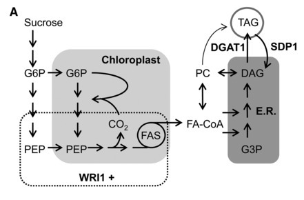 Multigene Engineering of Triacylglycerol Metabolism Boosts Seed Oil Content in Arabidopsis | SEED-DREAM Lab info | Scoop.it