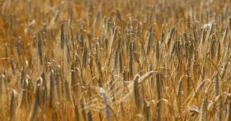 Vu du MOYEN ORIENT : Vers une fin de la crise mondiale du blé ? | CIHEAM Press Review | Scoop.it