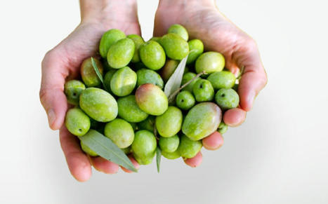 TUNISIE: Sousse produira 37 000 tonnes d'olives cette saison | CIHEAM Press Review | Scoop.it