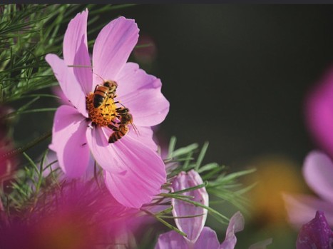 Petit guide pratique d’actions de plaidoyer en faveur de la biodiversité | Insect Archive | Scoop.it