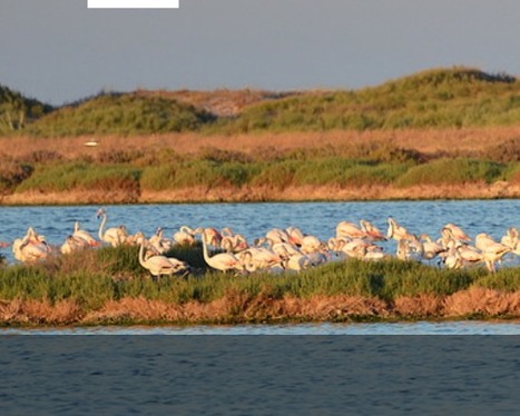 TUNISIE: Convention de partenariat entre le WWF-NA et le CIHEAM Montpellier | CIHEAM Press Review | Scoop.it