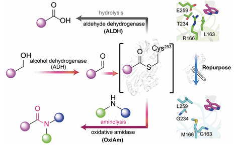 Engineered aldehyde dehydrogenases for amide bond formation | sci | RMH | Scoop.it