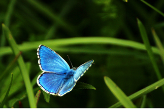 Que faut-il attendre de la Stratégie nationale sur la biodiversité à venir ? | EntomoNews | Scoop.it