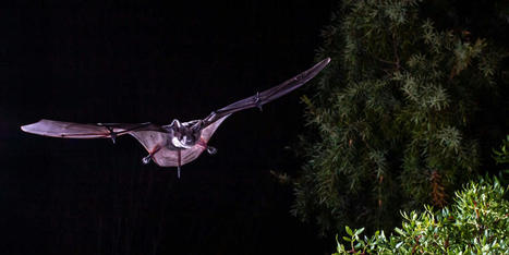 Les chauves-souris, des volatiles presque comme les autres | Biodiversité | Scoop.it