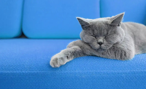 &iquest;Puedes imaginarte un gato de color azul? La afantas&iacute;a y la hiperfantas&iacute;a como extremos de esta capacidad | Mi Caj&oacute;n de Ideas | Scoop.it