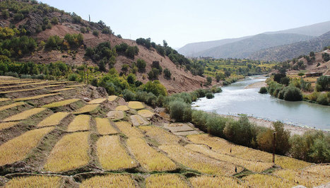 L'agriculture aurait débuté dans deux populations distinctes du Moyen-Orient | Aux origines | Scoop.it