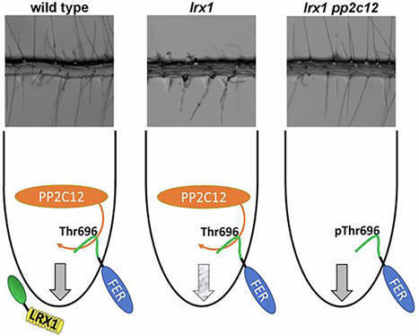 EMBO J: The Arabidopsis phosphatase PP2C12 negatively regulates LRX-RALF-FER-mediated cell wall integrity sensing (2025) | Publications from The Sainsbury Laboratory | Scoop.it