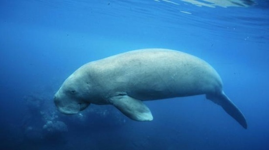 Nouvelle-Calédonie: Les dugongs menacés de disparition par le braconnage