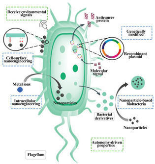 Engineering Bacteria and Bionic Bacterial Deriv...