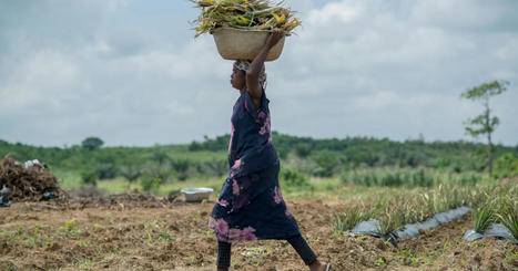 AFRICAN agriculture without African farmers | MED-Amin network | Scoop.it