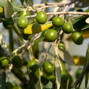 Mouche de l'olivier : des essais d'OGM attendus en Espagne | EntomoNews | Scoop.it