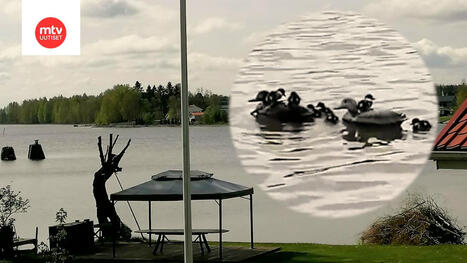 Telkkäpoikue hurmaantui tekosorsista Lempäälässä – katso video | MTV Uutiset | 1Uutiset - Lukemisen tähden | Scoop.it