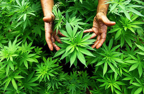 Uruguay Calls on US, EU to End War on Drugs | Beckley News : Cannabis - Marijuana | Scoop.it