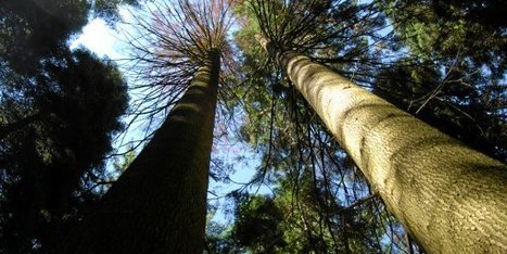 [Vidéo] Cévennes : les deux plus grands arbres de France abattus | EntomoNews | Scoop.it