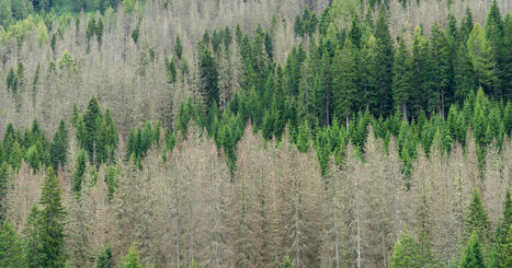For&ecirc;ts fran&ccedil;aises : bilan 2025 des indicateurs de gestion durable de l'IGN | Transition &eacute;nerg&eacute;tique et &eacute;cologique. Mobilit&eacute; et transports | Scoop.it