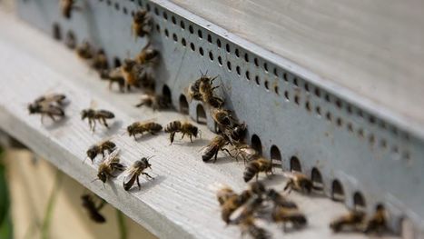 Les apiculteurs de l'Aisne portent plainte contre les fabricants de pesticides | Variétés entomologiques | Scoop.it