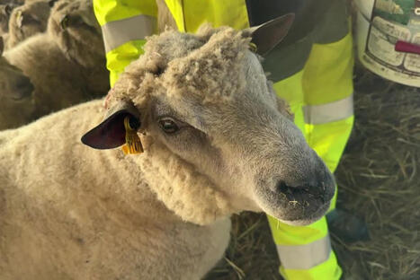 Rencontre avec un b&eacute;lier champion de l'&eacute;co p&acirc;turage | Biodiversit&eacute;, &Eacute;cologie et Environnement | Scoop.it