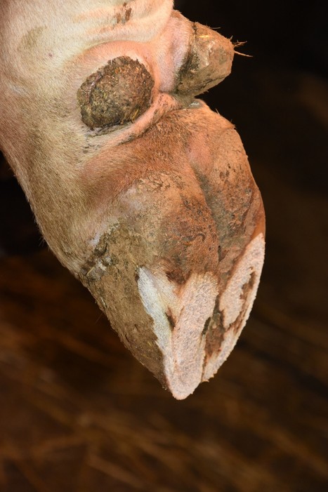 En bovins allaitants aussi, de bonnes pattes pour un portefeuille en bonne sant&eacute; ! | Actualit&eacute;s de l'&eacute;levage | Scoop.it