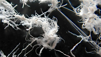 Institut F&eacute;d&eacute;ral Suisse des Sciences et Technologies de l&rsquo;Eau | Regards crois&eacute;s sur la transition &eacute;cologique | Scoop.it