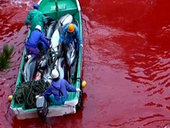 BOYCOTT JAPAN , TAKE THE PLEDGE AND SAVE THE DOLPHINS OF TAIJI | OUR OCEANS NEED US | Scoop.it