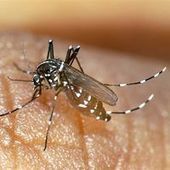 Le moustique tigre prend ses quartiers d'&eacute;t&eacute; | EntomoNews | Scoop.it