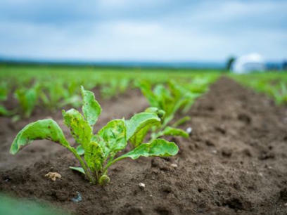 Agriculteurs et chercheurs : collaborer pour innover | Life Sciences Université Paris-Saclay | Scoop.it