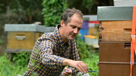 [La Dépêche] "Alzheimer des insectes" : un chercheur toulousain étudie les abeilles radioactives à Fukushima | Les laboratoires du CNRS Occitanie Ouest dans la presse | Scoop.it