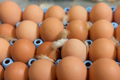 226 œufs par an et par habitant : la consommation continue de grimper en France | AGROALIMENTAIRE | Scoop.it