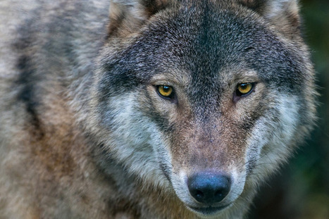Le loup de Cerdagne venait de Provence et avait au moins 14 ans | Loup | Scoop.it