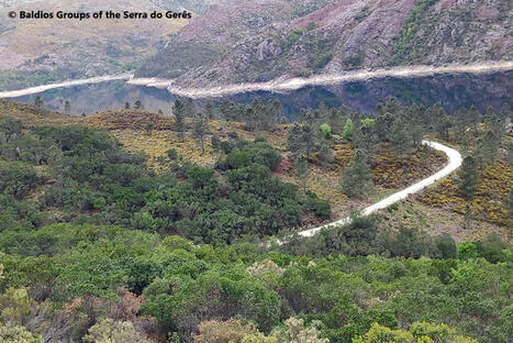 SAFER-LANDS: safer Portuguese community FORESTS through knowledge and action | CIHEAM Press Review | Scoop.it