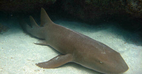 Les requins disposent d'un organe d'"immunité" pour lutter contre les maladies | Immunology | Scoop.it