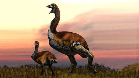 The world&rsquo;s largest bird that ever walked the surface of Earth &ndash; Vorombe titan | Amazing Science | Scoop.it